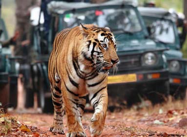 ranthambore tour